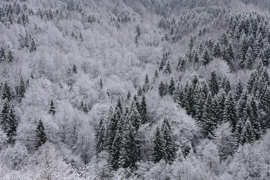 Forest under Snow Cover